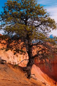 Preview wallpaper tree, landscape, nature, canyon