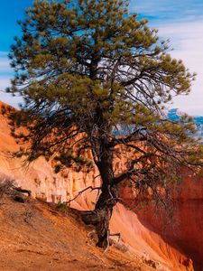 Preview wallpaper tree, landscape, nature, canyon