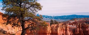 Preview wallpaper tree, landscape, nature, canyon