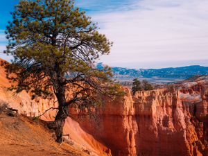 Preview wallpaper tree, landscape, nature, canyon