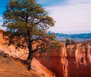 Preview wallpaper tree, landscape, nature, canyon