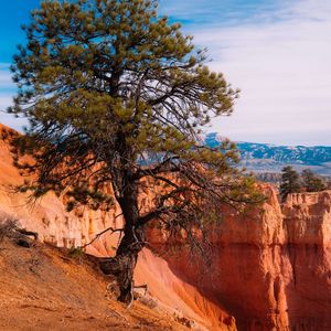 Preview wallpaper tree, landscape, nature, canyon