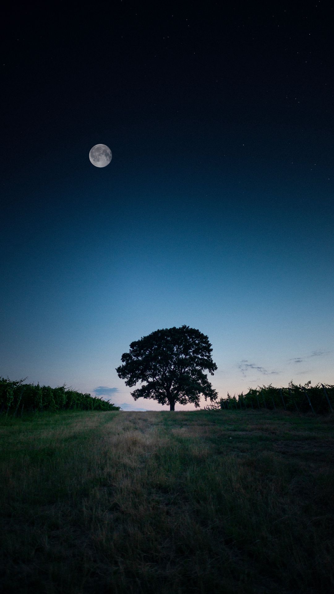 Download Wallpaper 1080x1920 Tree Landscape Twilight Evening Dark