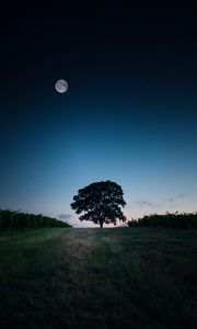 Preview wallpaper tree, landscape, twilight, evening, dark