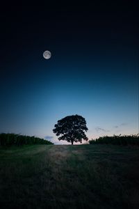 Preview wallpaper tree, landscape, twilight, evening, dark