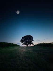 Preview wallpaper tree, landscape, twilight, evening, dark