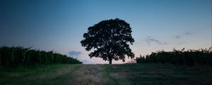 Preview wallpaper tree, landscape, twilight, evening, dark