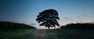 Preview wallpaper tree, landscape, twilight, evening, dark