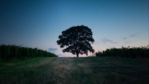 Preview wallpaper tree, landscape, twilight, evening, dark