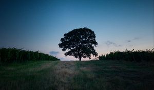 Preview wallpaper tree, landscape, twilight, evening, dark