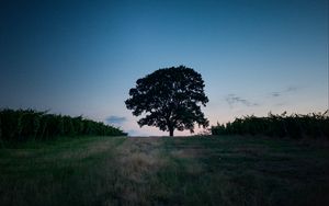 Preview wallpaper tree, landscape, twilight, evening, dark