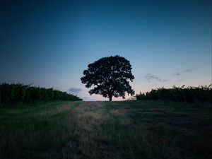 Preview wallpaper tree, landscape, twilight, evening, dark