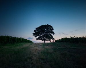 Preview wallpaper tree, landscape, twilight, evening, dark