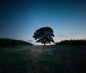 Preview wallpaper tree, landscape, twilight, evening, dark