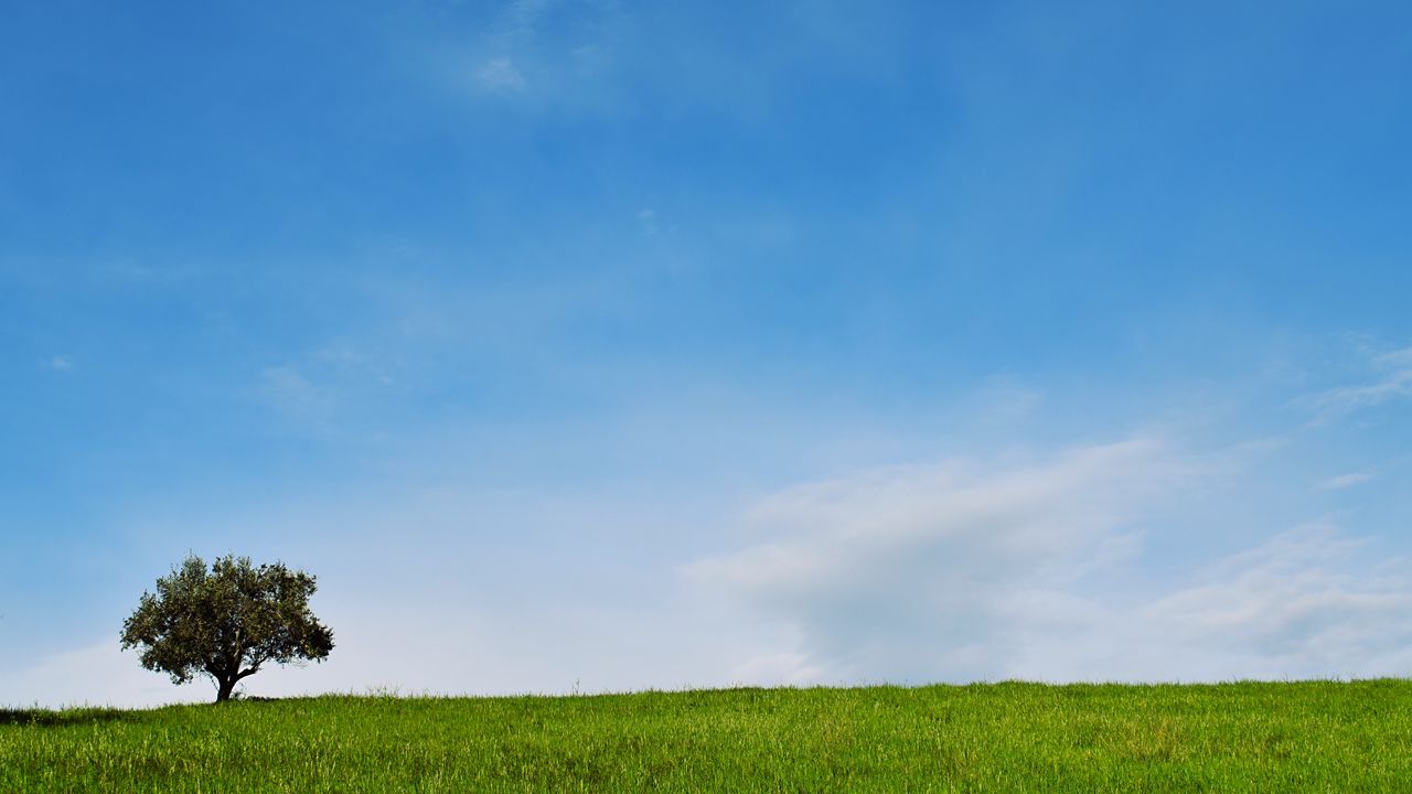 Wallpaper tree, lawn, landscape, minimalism
