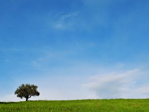 Preview wallpaper tree, lawn, landscape, minimalism
