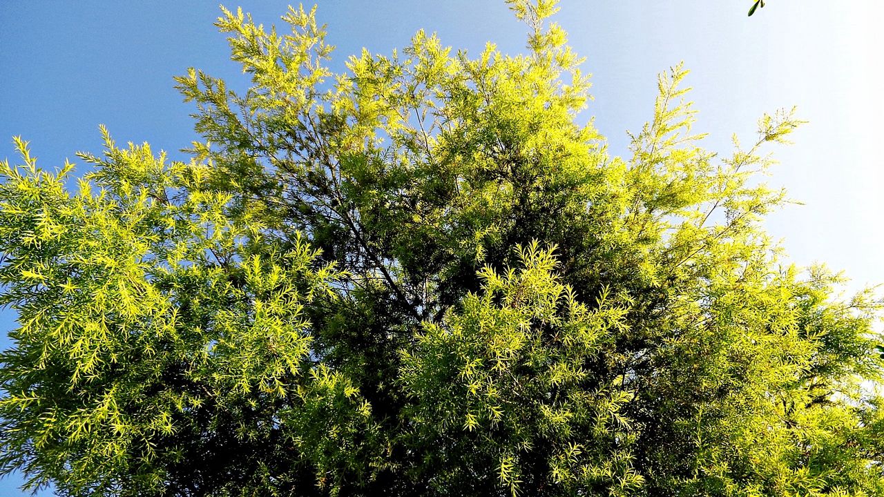 Wallpaper tree, leaf, light, summer, sky