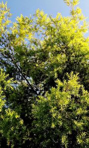 Preview wallpaper tree, leaf, light, summer, sky