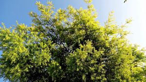 Preview wallpaper tree, leaf, light, summer, sky