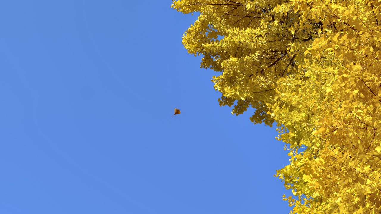 Wallpaper tree, leaves, autumn, sky