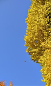 Preview wallpaper tree, leaves, autumn, sky