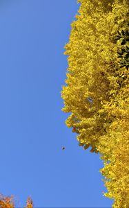 Preview wallpaper tree, leaves, autumn, sky