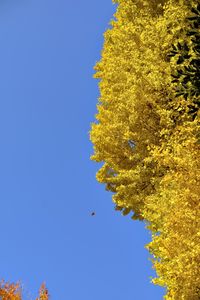 Preview wallpaper tree, leaves, autumn, sky