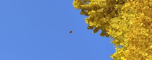 Preview wallpaper tree, leaves, autumn, sky