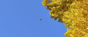 Preview wallpaper tree, leaves, autumn, sky