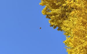 Preview wallpaper tree, leaves, autumn, sky