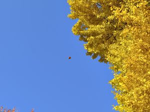 Preview wallpaper tree, leaves, autumn, sky