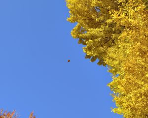 Preview wallpaper tree, leaves, autumn, sky