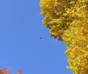 Preview wallpaper tree, leaves, autumn, sky