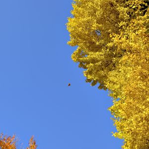 Preview wallpaper tree, leaves, autumn, sky