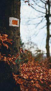 Preview wallpaper tree, leaves, autumn, branches, nature