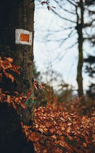 Preview wallpaper tree, leaves, autumn, branches, nature