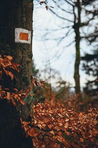 Preview wallpaper tree, leaves, autumn, branches, nature