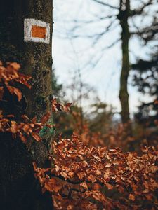 Preview wallpaper tree, leaves, autumn, branches, nature