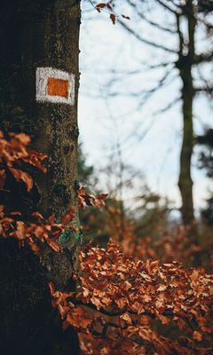 240x400 Wallpaper tree, leaves, autumn, branches, nature