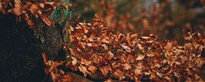 Preview wallpaper tree, leaves, autumn, branches, nature