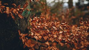 Preview wallpaper tree, leaves, autumn, branches, nature