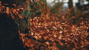 Preview wallpaper tree, leaves, autumn, branches, nature