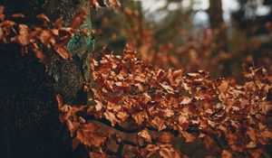 Preview wallpaper tree, leaves, autumn, branches, nature