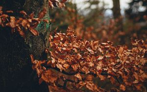 Preview wallpaper tree, leaves, autumn, branches, nature