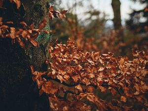 Preview wallpaper tree, leaves, autumn, branches, nature