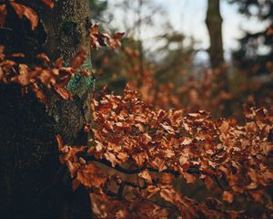 Preview wallpaper tree, leaves, autumn, branches, nature