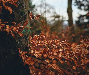 Preview wallpaper tree, leaves, autumn, branches, nature