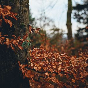 Preview wallpaper tree, leaves, autumn, branches, nature