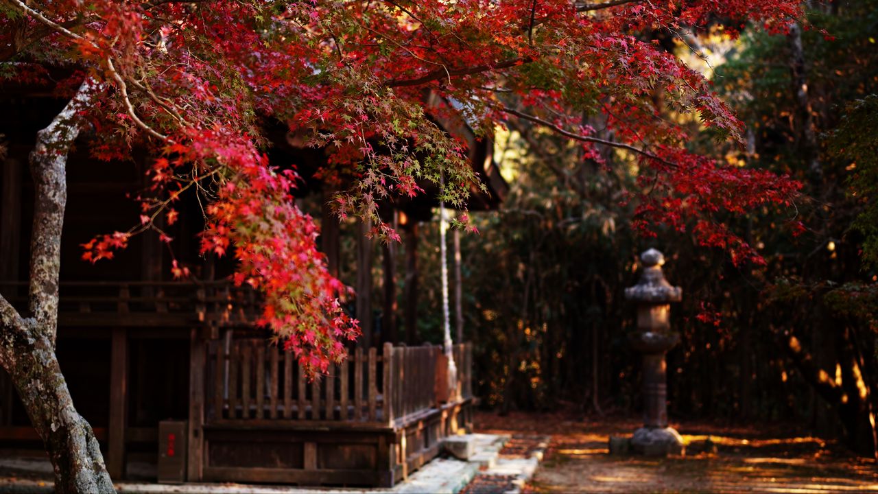 Wallpaper tree, leaves, autumn, house