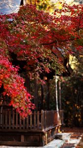 Preview wallpaper tree, leaves, autumn, house